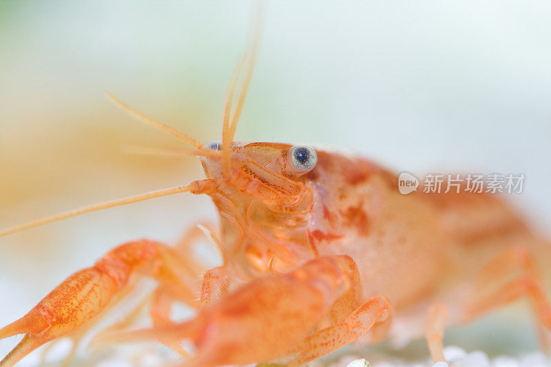 橘色小龙虾(Cambarellus patzcuarensis)的宏